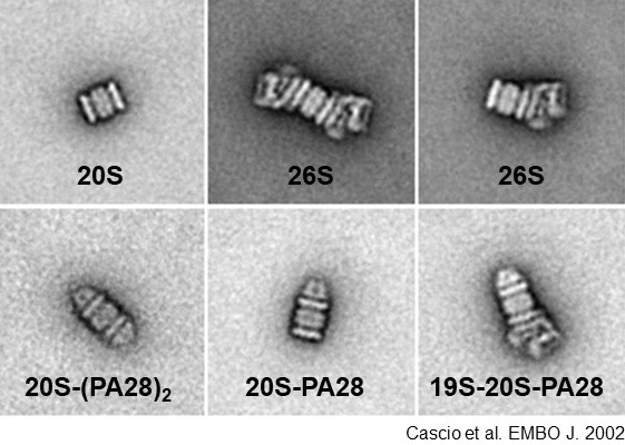 upload_Proteasome_forms_small.jpg